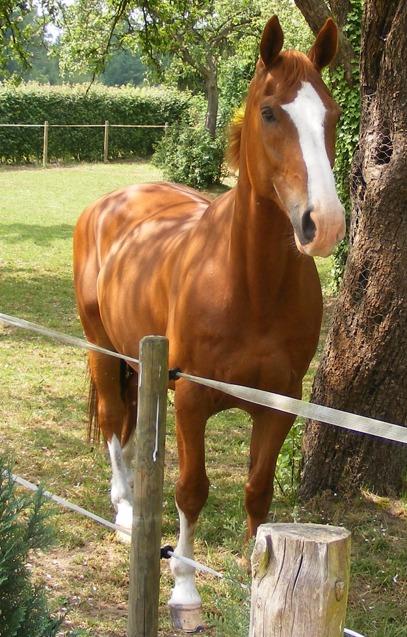 Vosbruin paard in de wei kijkt nieuwsgierig op
